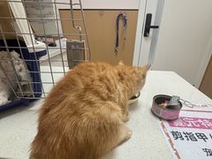 -瑞派康怡24h宠物医院·犬猫医疗中心·微创绝育(瑞景分院)