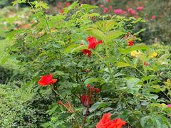 -人民公园(罗湖区)