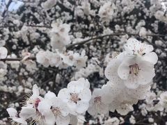 -秀丽东方