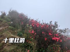 -梧桐山风景名胜区