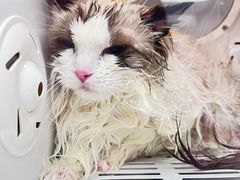 -FAELING PETS美天灵宠物(富力广场店)