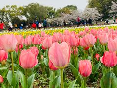 -苏州上方山国家森林公园