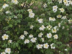 -都江堰玫瑰花溪谷