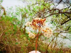 -羚羊峡古栈道森林公园