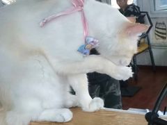 -猫小院猫主题咖啡厅(北锣店)