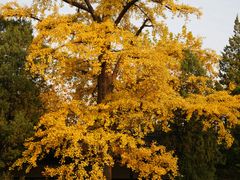 -苏州文庙(姑苏区)