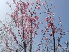 -顾村公园