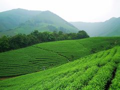 -帐篷客·溪龙茶谷度假酒店