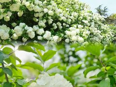 -上海滨江森林公园