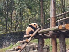 -都江堰中华大熊猫苑