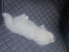 -爱妮康宠物医院·干细胞免疫细胞·肿瘤·心脏(张江店)