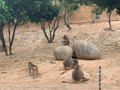 -泉州海丝野生动物世界