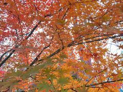 -大兴滨河森林公园