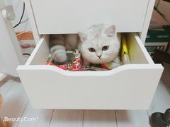 -70cat德文卷毛猫·缅因猫纯种猫舍
