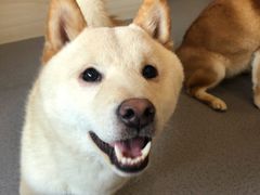 -喜柴咖啡·柴犬狗咖