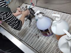 -优米宠物美容(体育场路店)