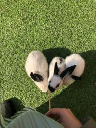 点击看大图 -萌宠亲子动物乐园(槐房万达店)