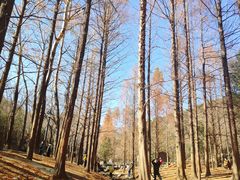 -白水寺森林公园