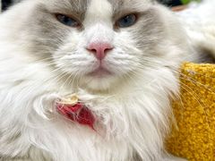 -COLOR PETS 撸猫馆·购猫·猫咖(长风大悦城店)