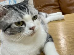 -李小姐の猫咖啡馆(五角场店)