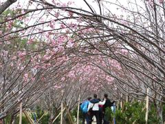 -天适樱花悠乐园