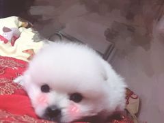 -芭比堂动物医院·犬猫全科·异宠专科(雁塔分院)