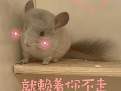 -龙猫仔乐园(惠福东路店)