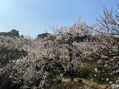 -香雪海