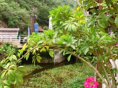 -Local泰莲庭(虹鳟鱼店)