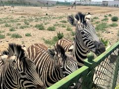 -新疆天山野生动物园