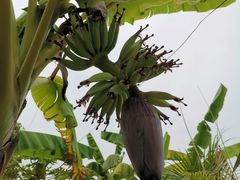 -西双版纳傣族园