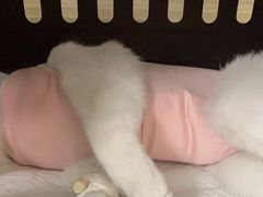 -纳吉亚猫专科动物医院(康都外科中心)