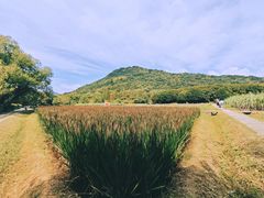 -八卦田遗址公园