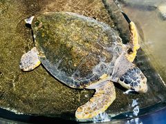 -青岛海底世界-水族馆
