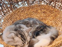 -飞行喵MR PILOT|猫舍·猫咖(静安大融城店)