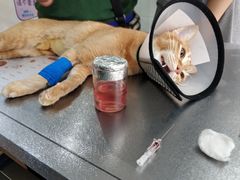 -荔康动物医院(康王北路店)