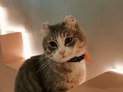 -猫儿山۰猫主题餐厅