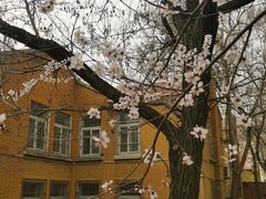 -桃花堤公园