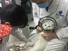 -中农大我爱我爱24h动物医院·中医针灸·猫专科·骨科医疗中心(双井店)