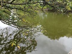 -江心屿景区
