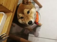 -柴务处·柴犬主题狗咖