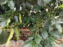 -Torch Coffee 炬点咖啡