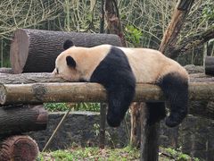 -都江堰中华大熊猫苑