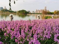 -顺峰山公园