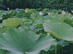 -三圣花乡旅游区