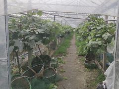 -马陆小张葡萄园农家乐