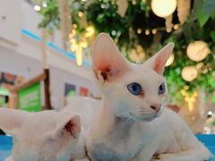 -Bastet sally猫舍购宠(静安店)