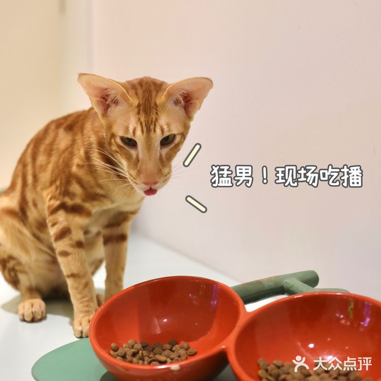 2年养宠经验宠物博主‼️都难逃过未卡猫空间