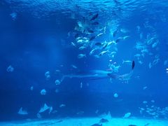 -烟台海昌鲸鲨海洋公园