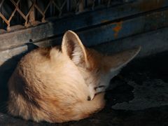 -上海野生动物园